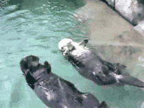 We otter stick together