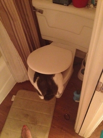 We thought closing the toilet would stop him from drinking toilet water