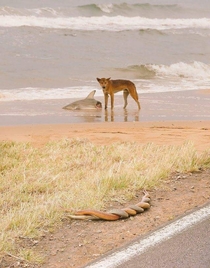 Welcome to Australia heres a dingo eating a shark while two snakes have sex