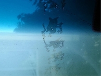 Well a frog decided to leave its ass print on the car windshield