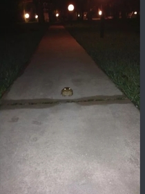 Went out for a walk last night to play Pokemon go Found a Venusaur We had a stare down for about  minutes straight I decided to flee I think it drained my soul 