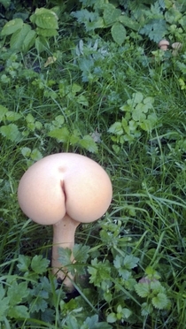 Went searching for mushrooms got mooned -