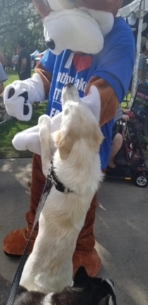 Went to a dog adoption festival and this was the one my pup wanted to bring home