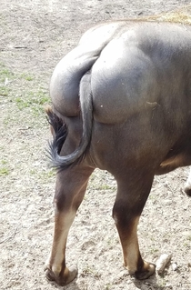 Went to a ride through safari I took at least  pics This is the only pic my husband took