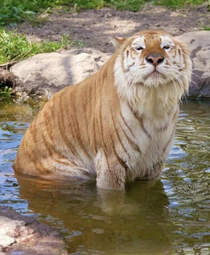 Weve all seen Chonky Cats but how about Tiger Chonker