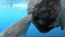 Whale shark sucking fish out of a fishing net