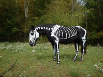 What about a painted horse