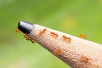 What are these ants for ants