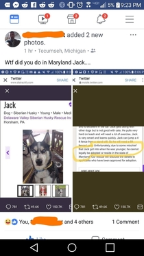 What did this dog do in Maryland