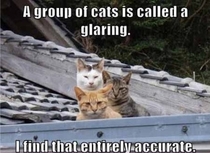 What do you call a group of cats