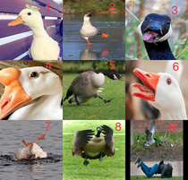 What goose mood are you today