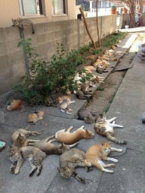 What happens when you grow catnip in your backyard