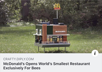 What is this A restaurant for ants