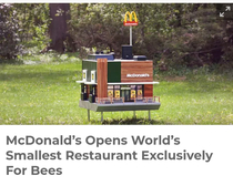 What is this A restaurant for ants Oh its for bees Sorry
