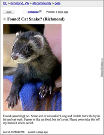 What the fuck is a cat snake