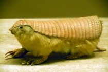 Whatever godevolution you believe in it was sure high off its balls when it created the Pink Fairy Armadillo
