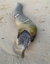 Whats that long looking Eel that has choked on its meal Thats a Moray