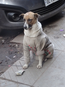 When I saw this dog in India and took his picture I did not realize his jacket was not fur necked