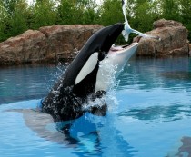 When killer whales arent fed properly at Marineland my pic