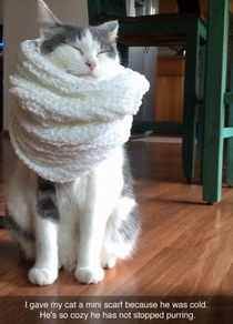 When my cat feel cold