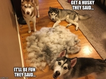 When people tell me they wish they had a pack of Huskies like me