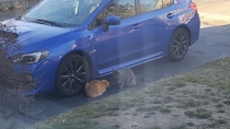 When people told me my WRX is totally gonna get you pussy I didnt believe them at first
