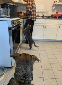 When the cat is a worse beggar than the dog