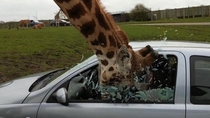 When you jokingly ask the giraffe for a blow job