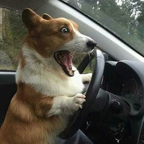 when you out for a long drive and realize you are a dog