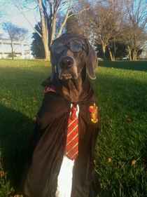 While I was away at school my mom made a Harry Potter costume for my dog on my birthday x-post rharrypotter