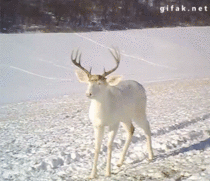 White Deer Surprised By Its Own Antlers Shedding