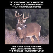 Whitetail deer can jump