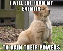 why-dogs-eat-cat-poop-48814.png