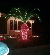 Why floridians shouldnt put Christmas lights up on their palm trees