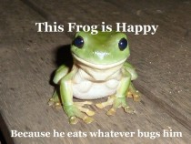Why ridiculously photo-genetic frog is so happy
