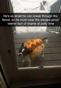Wiener of Shame