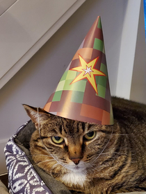 Wife put a party hat on our cat She does not look happy