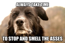 Wise old dog returns with some more sage advice