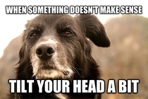 Wise old dog with another thought