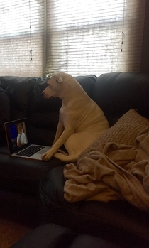 Woke up to find my dog just chillin and streaming Hells Kitchen on my laptop