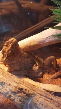 Woke up to my lizard looking at me like this