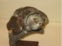 Yes bad taxidermy is funny I present this wonderfully retarded owl