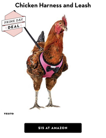 You can buy a chicken harness on Amazon