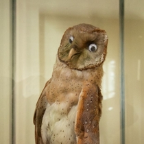 You can hardly even tell the taxidermist fucked up the eyes on this owl