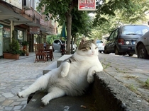 Your cats are pussies Check out the Istanbul neighborhood cat