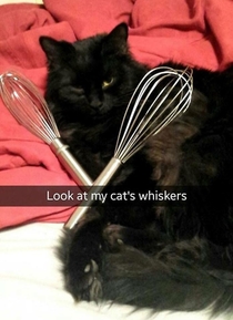 Your cats whiskers cant beat this