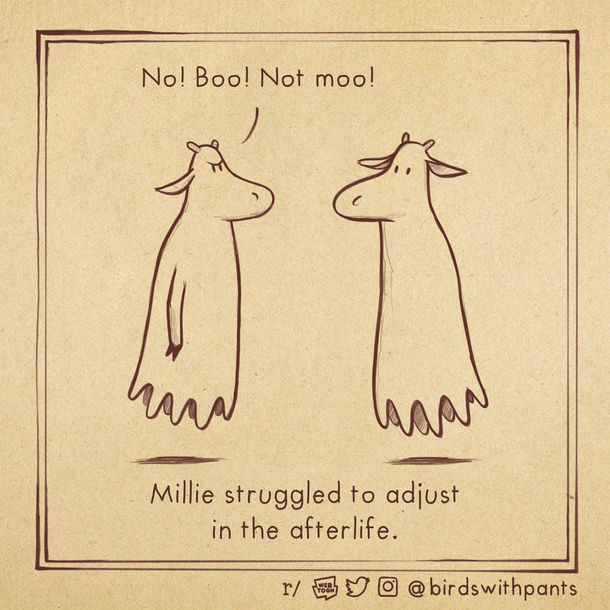  A cow says what