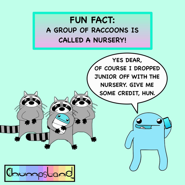  A Fun Fact About Raccoons