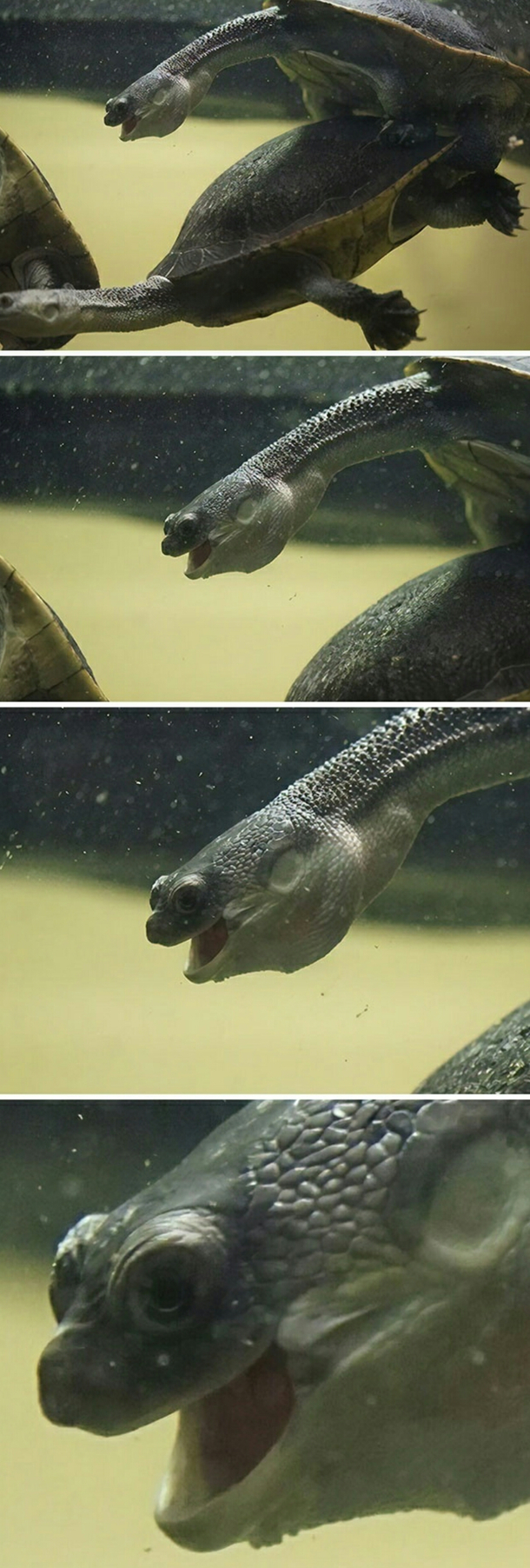 Aaah