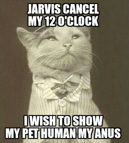 Aristocat